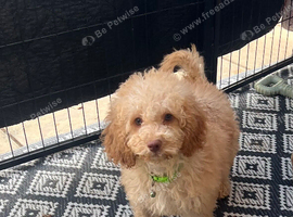 Beautiful male Cavapoo