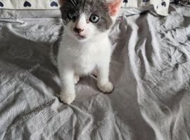 2 kittens