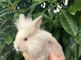 Baby Lionhead Buck Ready NOW