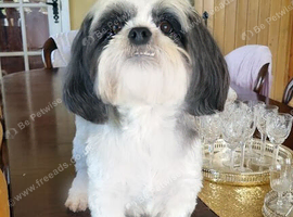KC registered Lhasa Apso Female