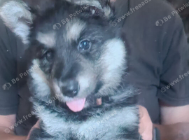 One girl German shepherd puppy