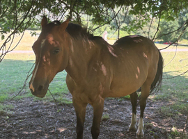 Quiet children&rsquo;s pony/ child&rsquo;s school mistress