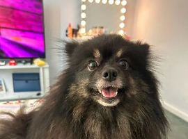 Black and ginger and white pomeranion girl
