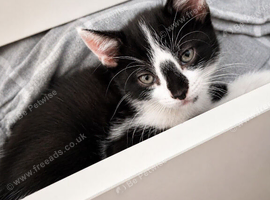 2 kittens