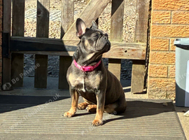 Frenchie poo s for sale