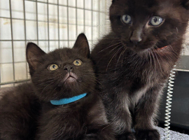 2 Beautiful boys looking for forever home