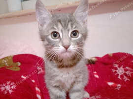 Kittens for rehome