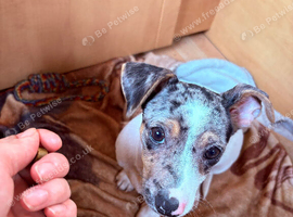 Jack russell X dachshund last puppy looking for forever home