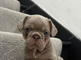 2 stunning french bulldog boys