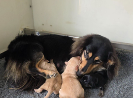 KC REG PRA CLEAR LH MINI DACHSHUNDS
