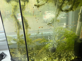 Guppy juvenile & babies