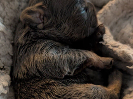 Beautiful French Bulldog