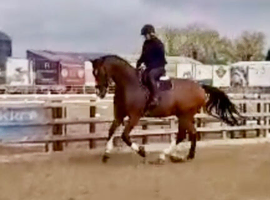 ***Thinking of selling my boy***
