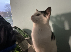 2 year old back and white male