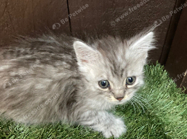 Main coon x Siberian forest cat