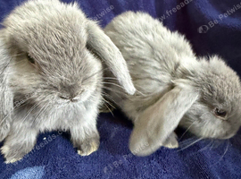 Mini lops 8 weeks old male & females