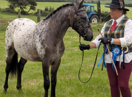 Spotted Nattadon Gelding