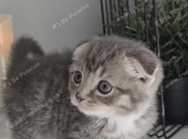 Kitten Tabby&rsquo;s boy 2 month BHS