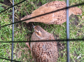 Breeding pair of francolins for sale