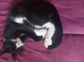 Tucker 2yr male cat,