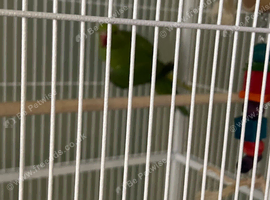 6month old Indian ring neck male
