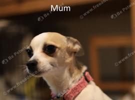 Chihuahua puppies for sale