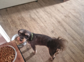 Benji