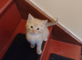 3 Kittens