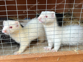 Two albino males
