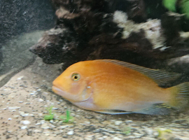 Two female VC10 ,two red zebra cichlids