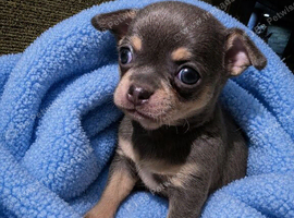 Tiny Pedigree Chihuahua Puppies