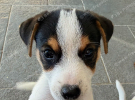 Male Jack Russell Puppy