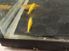 Mixed tropical fish, shrimp and plants