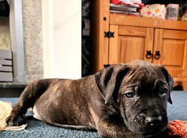 Cane corso cross Alsatian puppy's