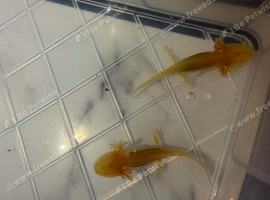 Axolotl&lsquo;s