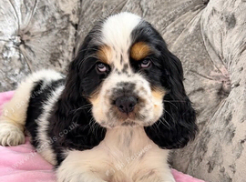 ONE BOY LEFT READY NOW KC Show Cocker Spaniels Black White & Tan Parti colour