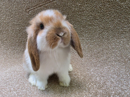 Baby Choc Tort butterfly mini lop buck