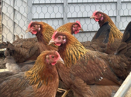 Welsummer (Large Fowl) Hatching eggs x 6 eggs