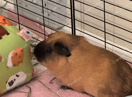 Guinea pigs