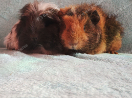 Pedigree guinea pig boys price for the pair