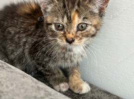 Lovely kitten