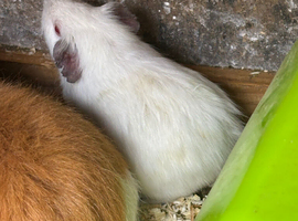 Baby guinea pigs