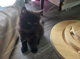 7 weeks old