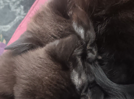 Kittens