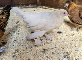 Sablepoot Pullets