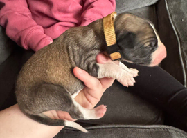 Whippet x's