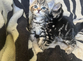 Kittens looking for their forever homes