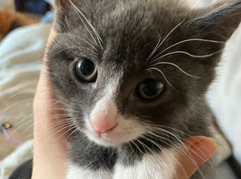 Beautiful kittens