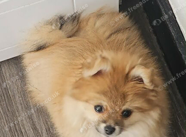 Female pom