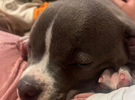 Bella the American pocket bully